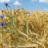 0906G 23 Hase-Ems-Tour : haseems